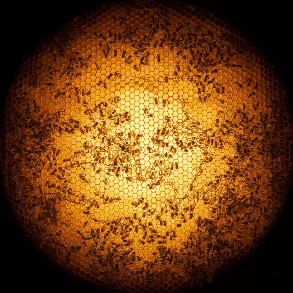 Colony activity — bees coordinating on honeycomb